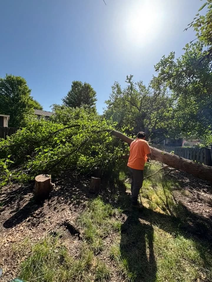Worker clearing a cut tree from a residential yard
