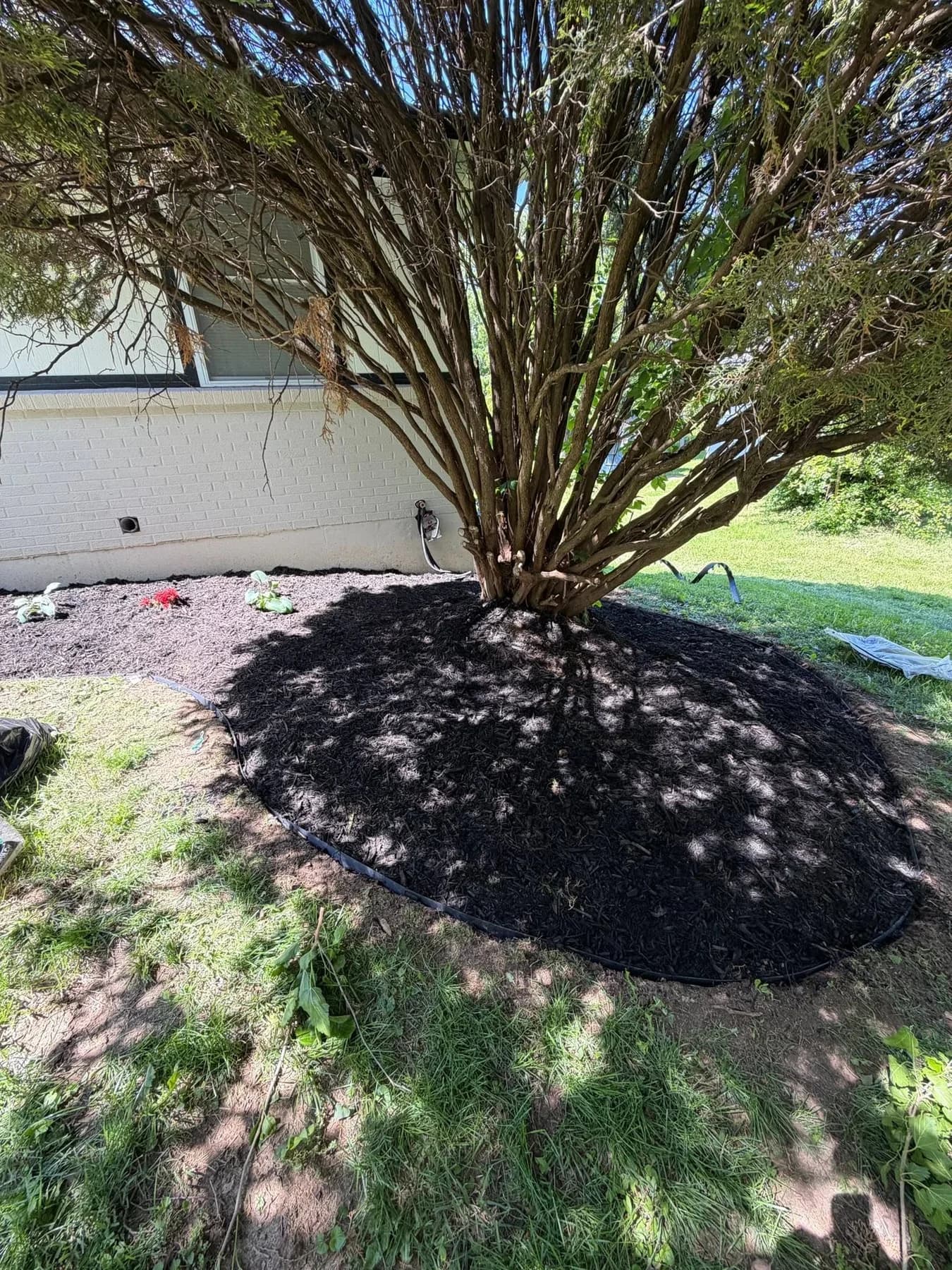 Fresh mulch around a large tree